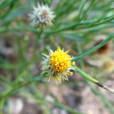 Calotis lappulacea (Yellow Burr Daisy) at Googong, NSW - 31 Jan 2019 by Wandiyali