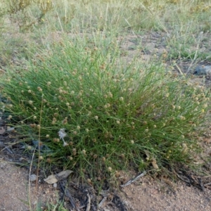 Calotis lappulacea at Googong, NSW - 31 Jan 2019 06:26 AM