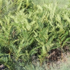 Pteridium esculentum (Bracken) at Paddys River, ACT - 9 Jan 2019 by MichaelBedingfield