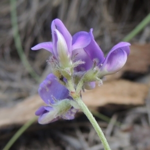 Swainsona sericea at Greenway, ACT - 9 Jan 2019