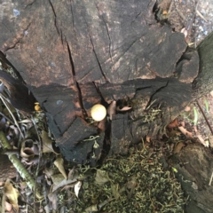 Entoloma sp. (Entoloma) at Hughes, ACT - 29 Jan 2019 by ruthkerruish