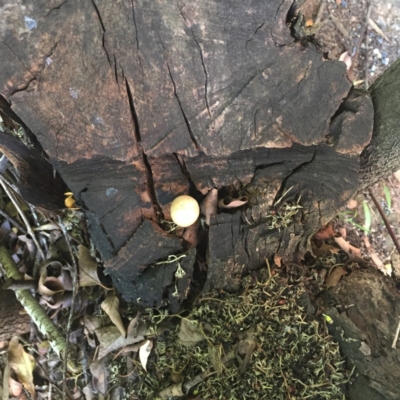 Entoloma sp. (Entoloma) at Hughes, ACT - 29 Jan 2019 by ruthkerruish