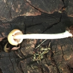 Entoloma sp. at Hughes, ACT - 29 Jan 2019