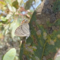 Acrodipsas myrmecophila (Small Ant-blue Butterfly) at Symonston, ACT - 30 Jan 2019 by Mike