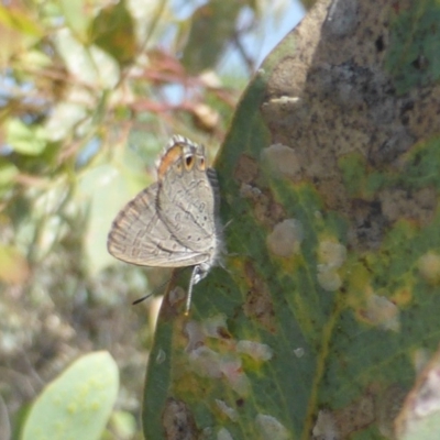 Acrodipsas myrmecophila (Small Ant-blue Butterfly) by Mike