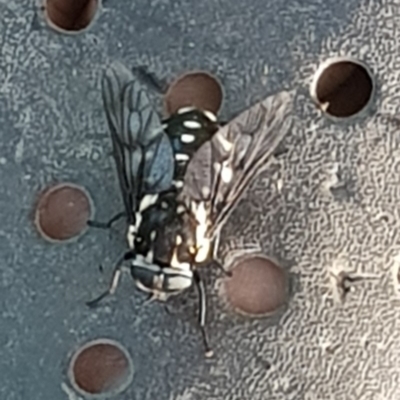 Triclista guttata (March fly) at Surf Beach, NSW - 30 Jan 2019 by Suemeade