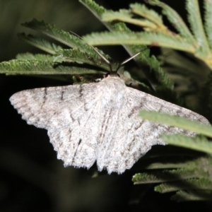 Crypsiphona ocultaria at Ainslie, ACT - 30 Jan 2019