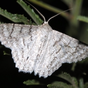 Crypsiphona ocultaria at Ainslie, ACT - 30 Jan 2019