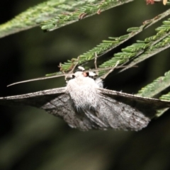 Crypsiphona ocultaria at Ainslie, ACT - 30 Jan 2019