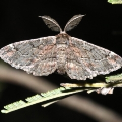 Pholodes sinistraria (Sinister or Frilled Bark Moth) at Ainslie, ACT - 30 Jan 2019 by jb2602