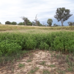 Persicaria lapathifolia (Pale Knotweed) at Molonglo River Reserve - 27 Jan 2019 by purple66