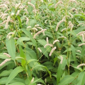 Persicaria lapathifolia at Molonglo River Reserve - 28 Jan 2019