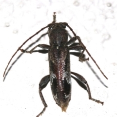 Phacodes personatus (Longhorn beetle) at Ainslie, ACT - 30 Jan 2019 by jbromilow50