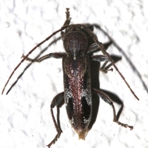 Phacodes personatus at Ainslie, ACT - 30 Jan 2019