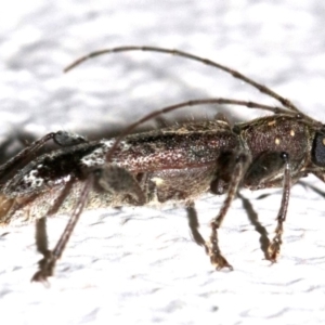 Phacodes personatus at Ainslie, ACT - 30 Jan 2019 09:53 PM