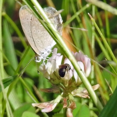 Apiformes (informal group) (Unidentified bee) at Gordon, ACT - 31 Jan 2019 by RodDeb