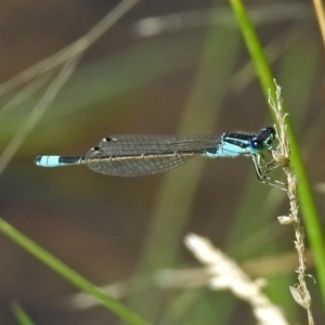 Ischnura heterosticta at Gordon, ACT - 31 Jan 2019