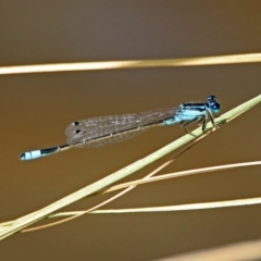 Ischnura heterosticta at Gordon, ACT - 31 Jan 2019