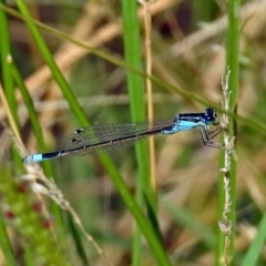 Ischnura heterosticta at Gordon, ACT - 31 Jan 2019 10:03 AM