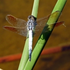 Orthetrum caledonicum at Gordon, ACT - 31 Jan 2019