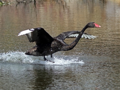 Cygnus atratus (Black Swan) at Gordon, ACT - 31 Jan 2019 by RodDeb