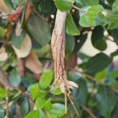 Metura elongatus (Saunders' case moth) at Chapman, ACT - 28 Dec 2018 by BarrieR