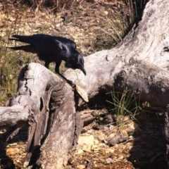 Corvus coronoides (Australian Raven) at Amaroo, ACT - 3 Nov 2018 by GlennMcMellon