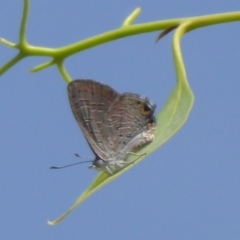 Acrodipsas myrmecophila (Small Ant-blue Butterfly) by Christine