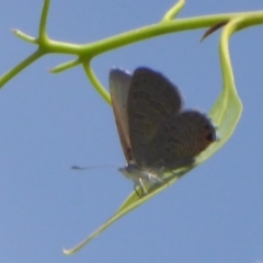 Acrodipsas myrmecophila at suppressed - suppressed