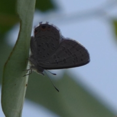 Acrodipsas myrmecophila at suppressed - 31 Jan 2019