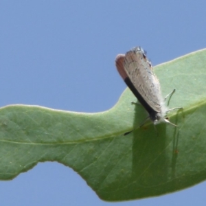 Acrodipsas myrmecophila at suppressed - suppressed