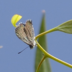 Acrodipsas myrmecophila at suppressed - suppressed