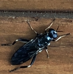 Exaireta spinigera (Garden Soldier Fly) at Monash, ACT - 31 Jan 2019 by jackQ