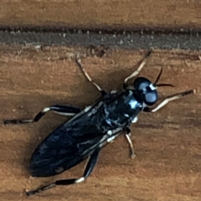 Exaireta spinigera (Garden Soldier Fly) at Monash, ACT - 31 Jan 2019 by jackQ