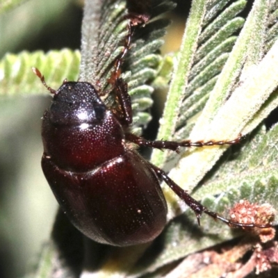 Melolonthinae (subfamily) (Cockchafer) at Majura, ACT - 30 Jan 2019 by jb2602