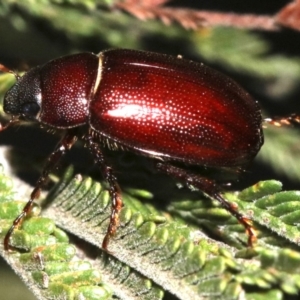 Melolonthinae sp. (subfamily) at Majura, ACT - 30 Jan 2019