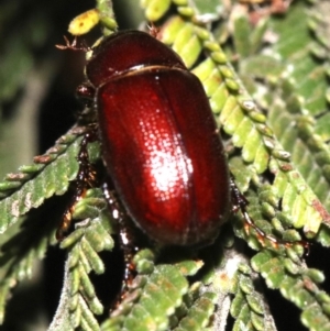 Melolonthinae sp. (subfamily) at Majura, ACT - 30 Jan 2019