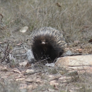 Tachyglossus aculeatus at Gundaroo, NSW - 8 Nov 2018 01:33 PM