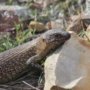 Egernia cunninghami at Gundaroo, NSW - 9 Nov 2018