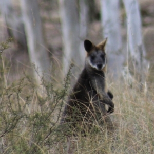 Wallabia bicolor at Gundaroo, NSW - 1 Sep 2018