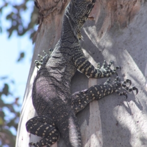 Varanus varius at Gundaroo, NSW - 25 Dec 2018