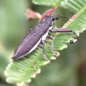 Rhinotia phoenicoptera at Majura, ACT - 27 Jan 2019 08:06 AM