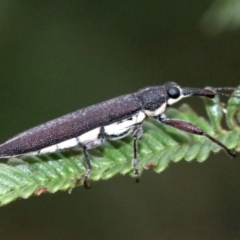 Rhinotia phoenicoptera at Majura, ACT - 27 Jan 2019 08:06 AM