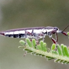 Rhinotia phoenicoptera at Majura, ACT - 27 Jan 2019