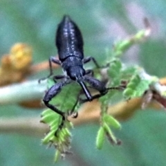 Rhinotia sp. (genus) (Unidentified Rhinotia weevil) at Majura, ACT - 26 Jan 2019 by jbromilow50