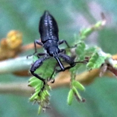 Rhinotia sp. (genus) (Unidentified Rhinotia weevil) at Majura, ACT - 26 Jan 2019 by jbromilow50