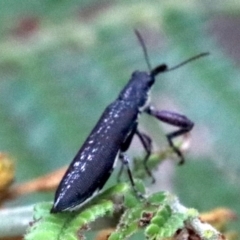 Rhinotia sp. (genus) at Majura, ACT - 27 Jan 2019 07:57 AM