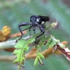 Rhinotia sp. (genus) at Majura, ACT - 27 Jan 2019 07:57 AM