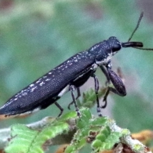 Rhinotia sp. (genus) at Majura, ACT - 27 Jan 2019 07:57 AM