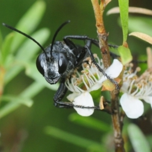 Sphecinae sp. (subfamily) at Nimmo, NSW - 30 Jan 2019